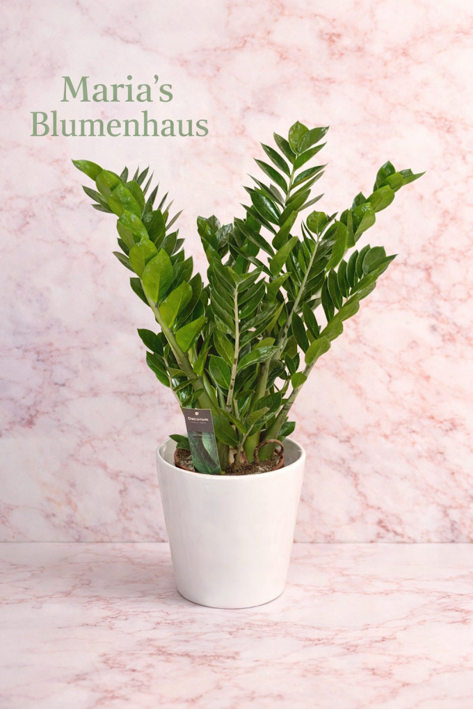 Zimmerpflanzen